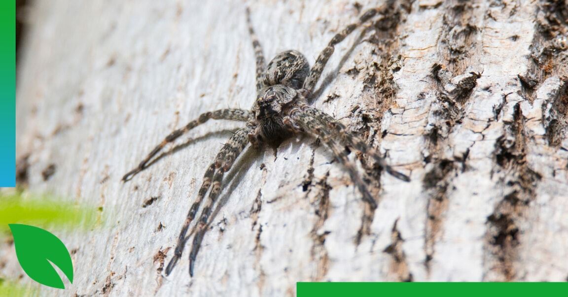 How to Get Rid of Wolf Spiders